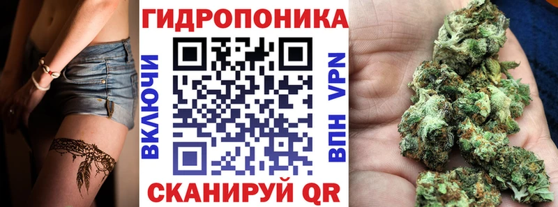 как найти   Ельня  Каннабис SATIVA & INDICA 